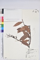 藏品(米飯花)的圖片