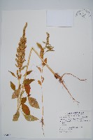 藏品(雁來紅、紅莧、老少年)的圖片