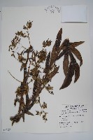 藏品(琉璃草)的圖片