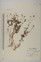 藏品(小白花鬼針)的圖片