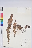 藏品(蒼山越橘)的圖片