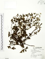 藏品(老鸛草)的圖片