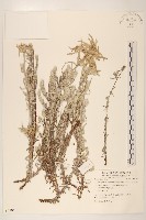 藏品(火絨草)的圖片