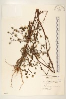 藏品(毛蓮菜)的圖片