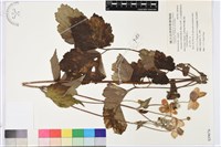 藏品(小白頭翁、野棉花)的圖片