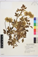 藏品(金毛鐵線蓮)的圖片