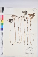 藏品(大戟)的圖片