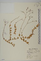 藏品(金鐵鎖)的圖片