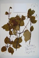 藏品(莢迷)的圖片