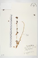 藏品(景天)的圖片