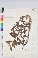 藏品(大戟)的圖片