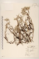 藏品(火絨草)的圖片