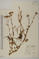 藏品(紫菀)的圖片
