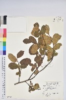 藏品(高山白珠樹)的圖片