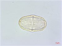 藏品(杏葉防風)的圖片