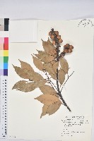 藏品(多穗石櫟)的圖片