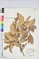 藏品(黃毛青岡)的圖片