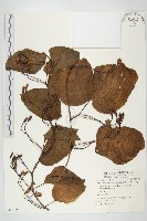 藏品(山土瓜)的圖片