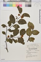 藏品(短柄銅錢樹)的圖片