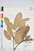 藏品(大葉石櫟)的圖片