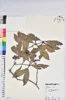 藏品(西施花、青紫木)的圖片