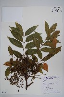 藏品(木蠟樹、山漆)的圖片