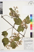 藏品(串鼻龍)的圖片