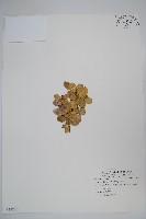 藏品(琉球黃楊)的圖片