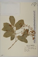 藏品(交趾衛矛)的圖片