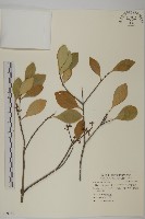 藏品(日本賽衛矛、日本假衛矛)的圖片