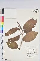 藏品(紅頭五月茶)的圖片