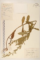 藏品(六角草)的圖片