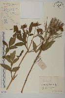 藏品(狼把草)的圖片