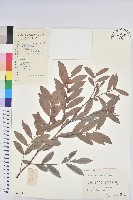 藏品(紅毛饅頭果)的圖片