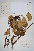 藏品(蔥木)的圖片