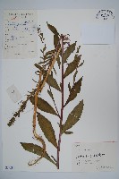 藏品(江南山梗菜)的圖片