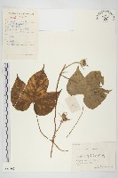 藏品(裂葉牽牛)的圖片