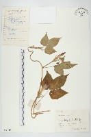 藏品(圓葉牽牛)的圖片