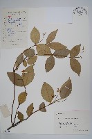 藏品(紫花絡石)的圖片