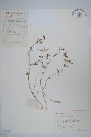 藏品(半邊蓮、鐮磨仔草)的圖片