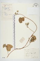 藏品(圓葉牽牛)的圖片