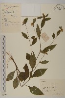 藏品(煙管草)的圖片