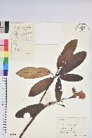 藏品(雲錦杜鵑)的圖片