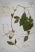 藏品(土牛膝)的圖片