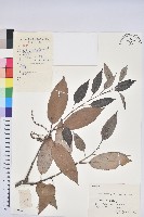 藏品(細葉青剛、黑稠、黑櫟、小葉青剛)的圖片