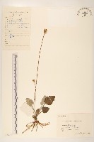 藏品(大丁草)的圖片