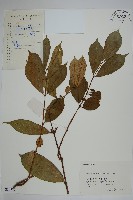 藏品(細梗絡石)的圖片