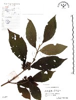 藏品(杜虹花，台灣紫珠)的圖片