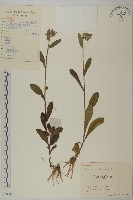 藏品(毛將軍)的圖片