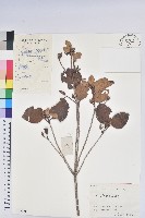 藏品(守城滿山紅、馬禮士杜鵑)的圖片